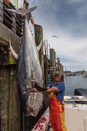 Giant Bluefin Tuna