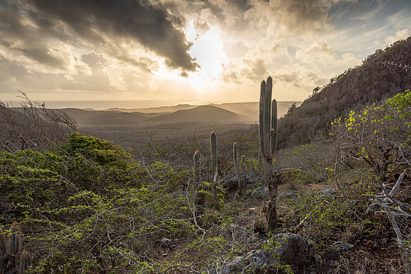 Curacoa