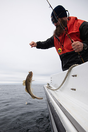 Atlantic Codfish