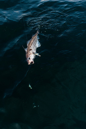 Haddock