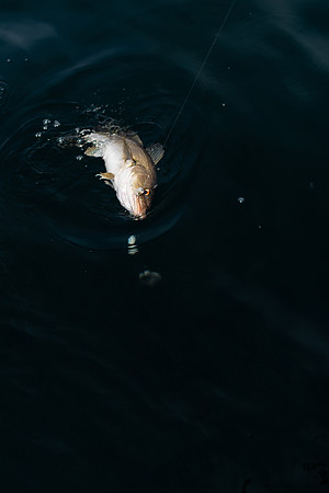 Haddock