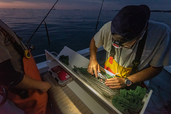 Tagging striped bass at night