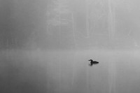 Loon in Fog