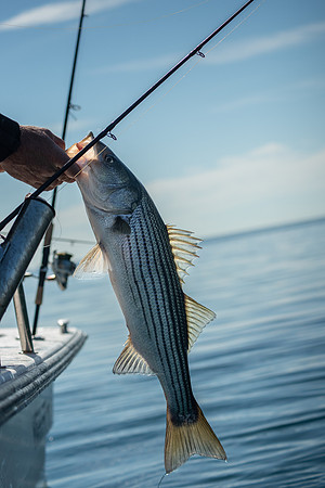 fish-8