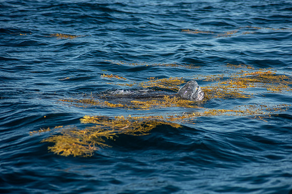 Leatherback-1119