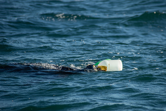 Leatherback-9