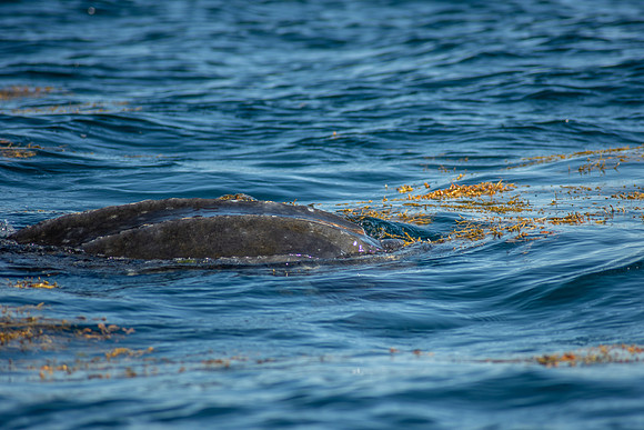 Leatherback-1145