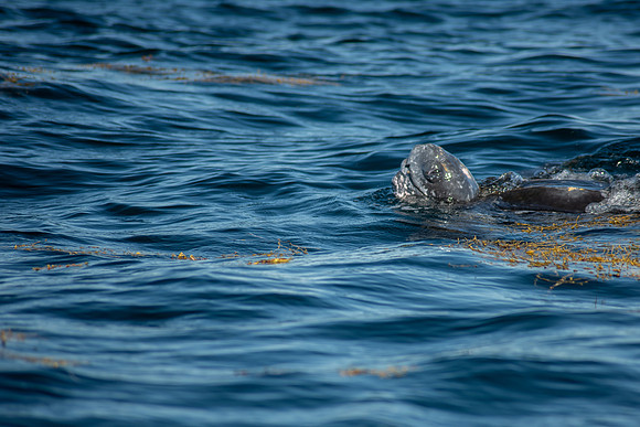 Leatherback-1137