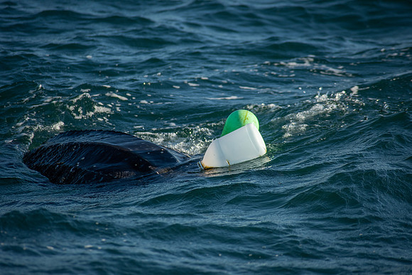 Leatherback-10